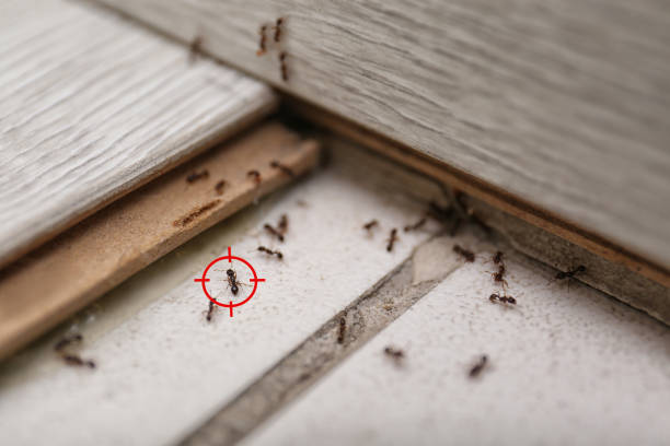 Best Bed Bug Extermination  in Montague, CA