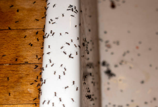 Best Affordable Exterminators  in Montague, CA